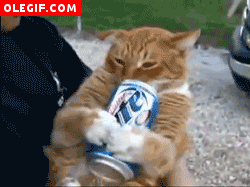 GIF: ¿Se habrá vuelto adicto este gato a los refrescos?