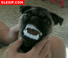 GIF: ¿En serio le han puesto dentadura postiza a este perro?
