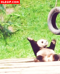 GIF: Este panda quiere estar en forma y se marca unas abdominales