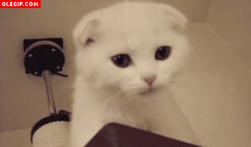 GIF: Mira a este gato cómo cierra los ojos cuando maulla