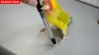 GIF: Parece que este periquito quiere aprender a escribir