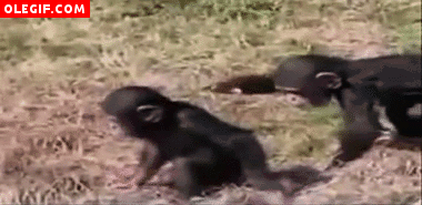 GIF: Mira la trastada de este pequeño chimpancé
