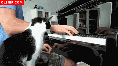 GIF: Este gato quiere aprender a tocar el piano
