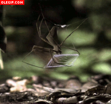 GIF: Mira el momento en el que esta araña captura al grillo
