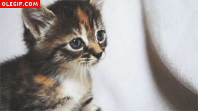 GIF: Este gatito mueve las orejas cuando maulla