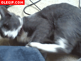 GIF: Mira cómo enloquece este gato al ser atacado por una de sus patas