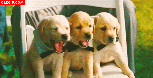 GIF: Mira cómo bostezan estos elegantes cachorros