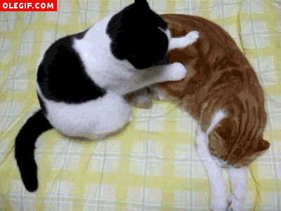 GIF: Mira a este gato dando un masaje a su compañero de piso