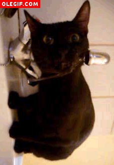 GIF: Este gato está tan sediento que bebe agua del grifo