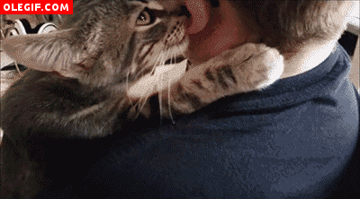 GIF: ¿Por qué a los gatos les gusta tanto morder las orejas humanas?