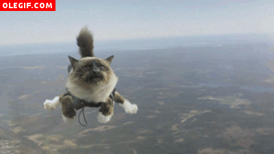 GIF: Un gato paracaidista