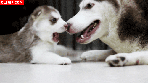GIF: A este pequeño husky le gusta jugar con su madre