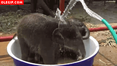 GIF: Refrescando a dos pequeños elefantes