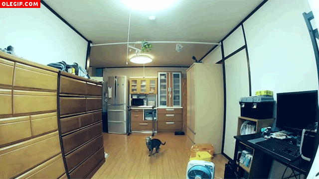 GIF: Mira cómo salta este gato para intentar apagar la luz