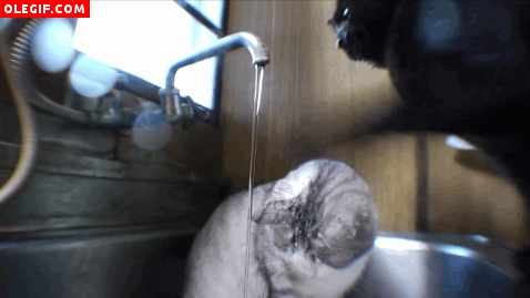 GIF: Al gato negro le gusta refrescar la cabeza de su compañero en días de calor