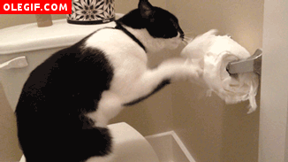 GIF: La pasión de este gato es destrozar el papel higiénico