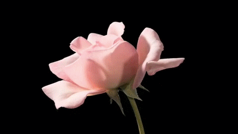 GIF: Mirad cómo abre sus pétalos esta rosa