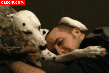 GIF: Mirad a este perro cómo acaricia la cabeza de su amigo