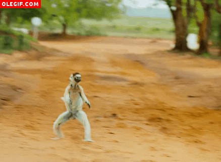 GIF: Este lémur se lo pasa pipa saltando por el camino