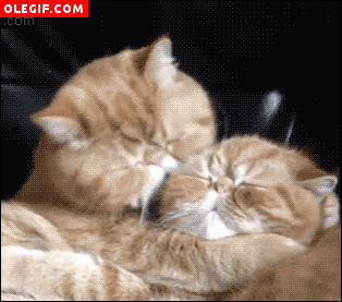 GIF: A este gato le encanta morder los mofletes a otros gatos