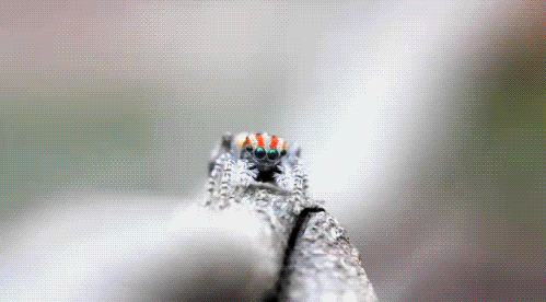 GIF: Este macho de araña pavo real (Maratus volans) está iniciando el cortejo