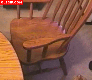 GIF: Vaya agilidad tiene este gato que da una voltereta en la silla