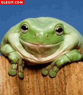 GIF: Esta rana usa Profident para tener una buena sonrisa