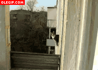 GIF: Vaya salto pega este gato para acercarse a cotillear