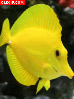 GIF: Observa el movimiento de este pez tropical