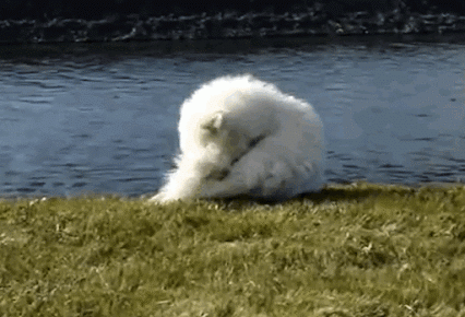 GIF: Este perro se pelea con su cola y acaba en el agua