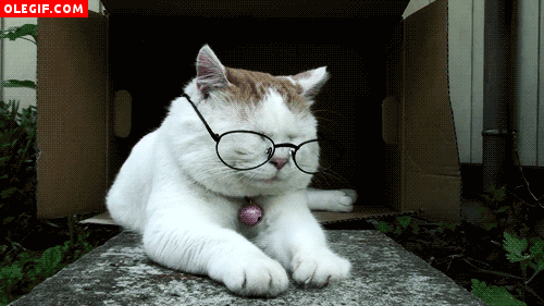 GIF: Mirad cómo se quita las gafas este gato