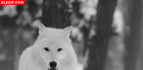 GIF: Mirad cómo aulla el lobo blanco