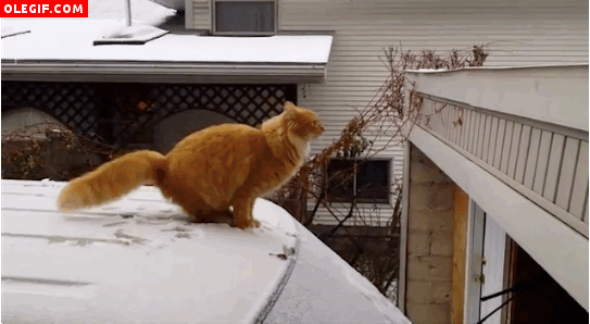 GIF: Este gato resbala al caminar sobre un coche nevado
