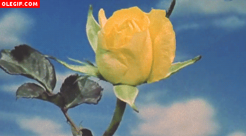 GIF: Qué rápido abre los pétalos esta rosa amarilla