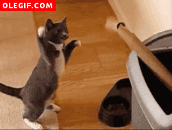 GIF: Este gato practica boxeo con un rollo de papel