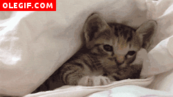 GIF: Mirad cómo bosteza este gatito bajo las sábanas