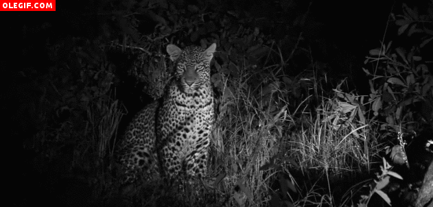 GIF: Leopardo vigilando en la noche