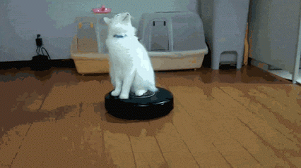 GIF: Esta gato se ha quedado hipnotizado sobre la aspiradora