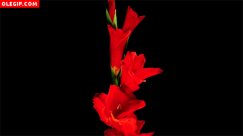 GIF: Observa estas flores de gladiolo abriéndose lentamente