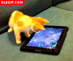 GIF: Este gato intenta capturar al pez virtual