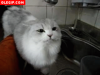 GIF: Este gato bebe tranquilamente el agua del grifo