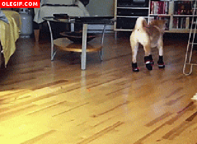 GIF: Este perro no camina bien por culpa de los calcetines