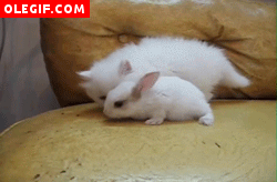 GIF: Este gatito está inspeccionando al pequeño conejo