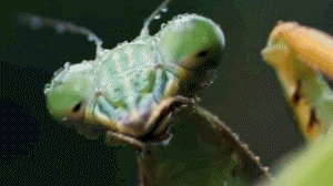 GIF: Mira cómo cazan a esta mantis