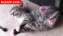 GIF: Este gatito se ha quedado dormido con las patas levantadas