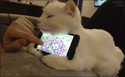GIF: A este gato le utilizan de soporte para apoyar el móvil