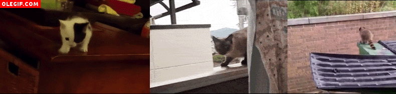 GIF: Tres gatos lanzándose al vacío