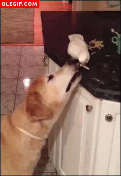 GIF: Mirad a esta cacatua dando comida al perro