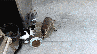 GIF: Estos gatos se quedan alucinados al ver cómo el mapache les roba su comida
