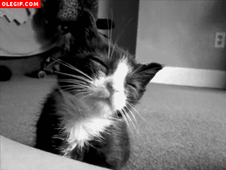 GIF: Este pobre gatito tiene sueño
